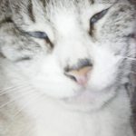 slogant